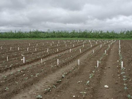 Newly transplanted Maine Broccoli trial